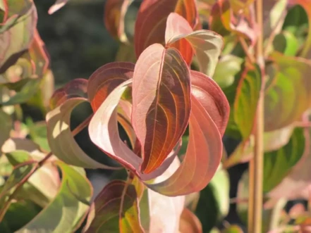 Drieň kvetnatý, Cornus florida  Rubra, + 200 cm, kont. 30l