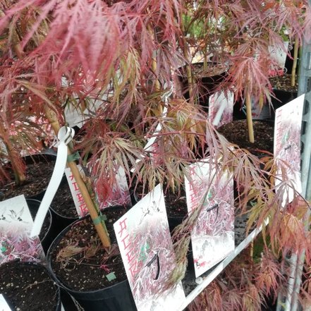 Javor dlaňovitolistý Crimson Qeen, Acer palmatum , 40 – 70 cm, kontajner C 3