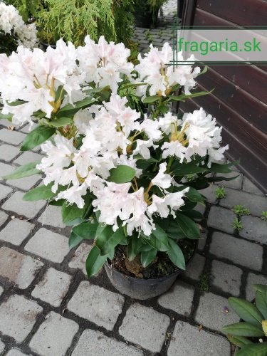 Rododendron Cunningham´s White, Rhododendron 40 - 45 cm, kont. 5l