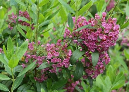 Kalmia Gnom,  Kalmia angustifolia 15 - 25 cm, kont. 2l