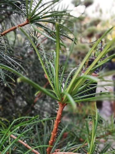Dáždnikovec praslenovitý, Sciadopitys verticillata,  kontajner C50, 150 - 170 cm