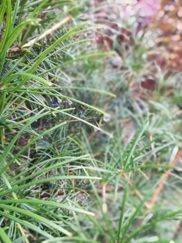 Dáždnikovec praslenovitý, Sciadopitys verticillata,  kontajner C50, 150 - 170 cm