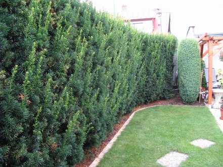 Tis prostredný Hicksii, Taxus media 30 - 60 cm, kont. 3l