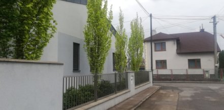 Buk lesný Dawyck Gold, Fagus sylvatica +300 cm, kont. 35l