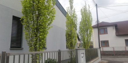 Buk lesný Dawyck Gold, Fagus sylvatica +300 cm, kont. 35l