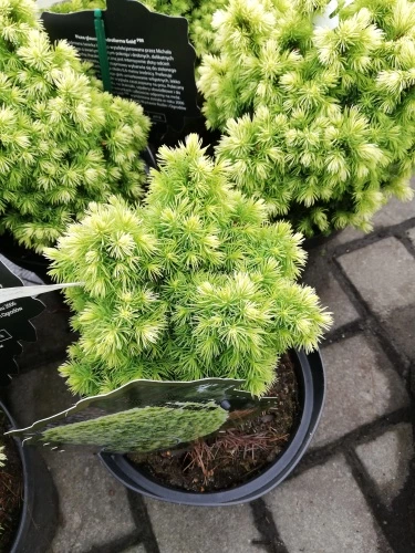 Smrek biely Dedrofarma Gold, Picea glauca, 20 – 30 cm, kontajner 3l