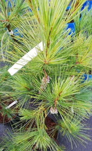 Borovica himalájska Densa, Pinus wallichiana, (Pinus griffithii), 25 – 70 cm, kont 3l