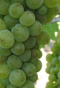 Vinič hroznorodý Devin , Vitis vinifera, kontajnerovaná sadenica 1 l