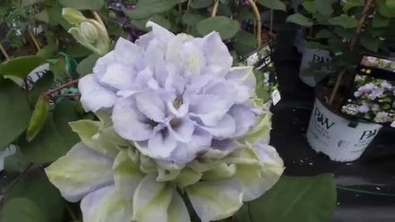 Plamienok Diamond Ball, Clematis, kontajner 3l