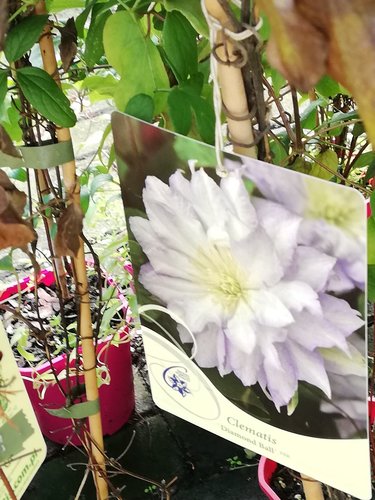 Plamienok Diamond Ball, Clematis, kontajner 3l