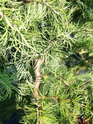 Smrekovec Japonský Diana, Larix kaempferi 140 - 160 cm, kont. 5l