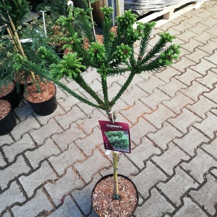 Kryproméria japonská Dinger, Cryptomeria japonica, 60 -75 cm na kmienku, kontajner 7l