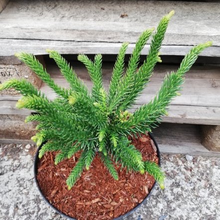 Kryproméria japonská Dinger, Cryptomeria japonica, 30 – 40 cm, kontajner 3l