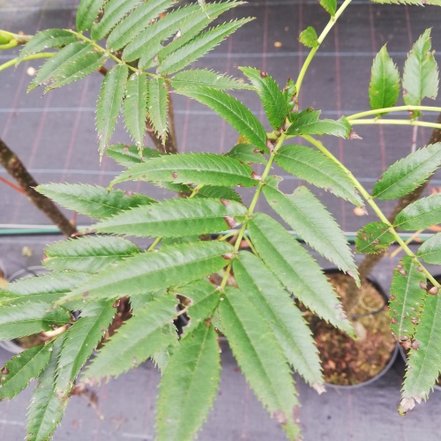 Jarabina vtáčia Dodong ,Sorbus aucuparia, 150 – 200 cm, kontajner 5l