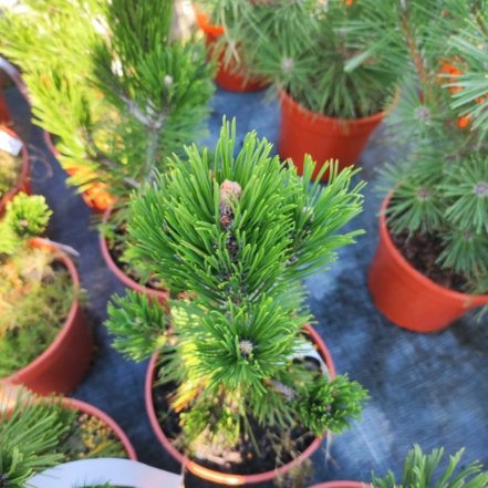 Borovica pancierová Dolce Dorme, Pinus leucodermis – heldreichii, 10 - 20 cm, kont. 3l