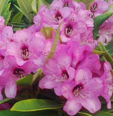 Rododendron Dominik, Rhododendron, 30 - 50 cm, kont. 5l
