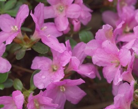Azalka japonská Doubrava,  Rhododendron obtusum, kont. 2l