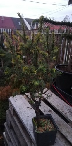 Duglaska tisolistá Glauca Fastigiata, Pseudotsuga menziesii, kont. 2 l, 20 – 40 cm