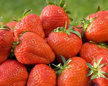 Jahoda veľkoplodá Dukat, FRAGARIA × GRANDIFLORA, 10 zakorenených kusov
