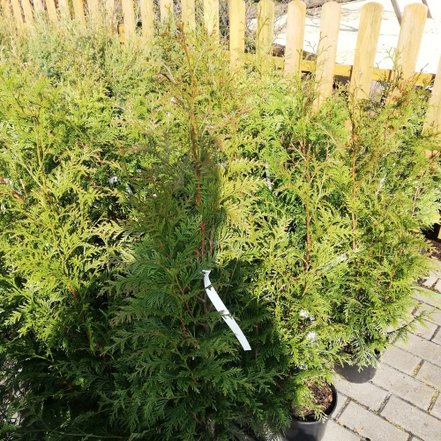 Tuja riasnatá Dura, Thuja plicata 55 - 60 cm, kont. 3l