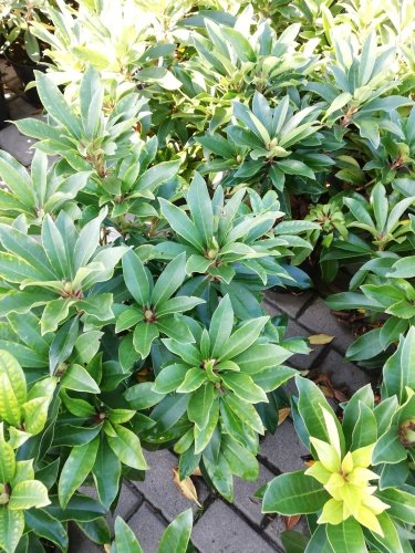 Rododendron Durantik, Rhododendron, 30 - 50 cm, kont. 5l