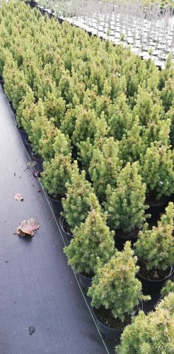 Smrek biely Daisy's White,	Picea glauca 20 - 40 cm, kont. 3l