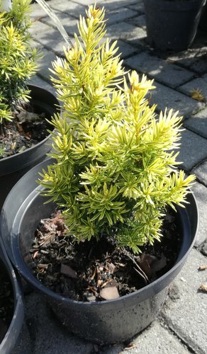 Tis japonský Dwarf Bright Gold, Taxus cuspidata, 20 – 30 cm, kontajner 3l