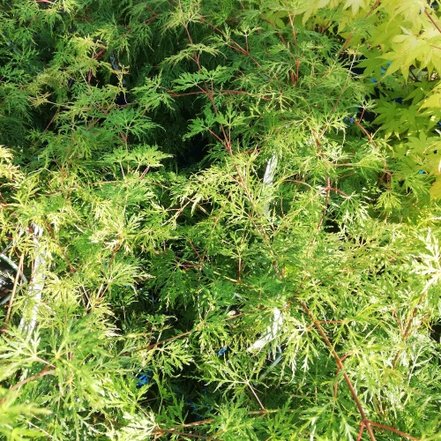 Javor dlaňovitolistý Emerald Lace, Acer palmatum, 40 – 70 cm, kontajner C 3
