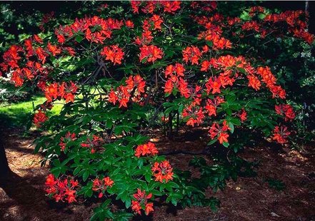 Azalka Balzac Azalea 40 - 60 cm, kont 4l