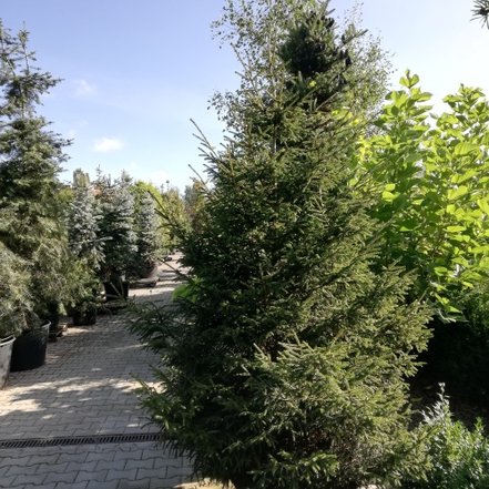 Smrek východný Early Gold, Picea orientalis 300 cm, kont. 50l