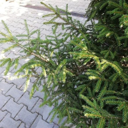 Smrek východný Early Gold, Picea orientalis 30 - 40 cm, kont. 3l