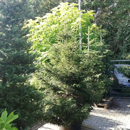 Smrek východný Early Gold, Picea orientalis 30 - 40 cm, kont. 3l