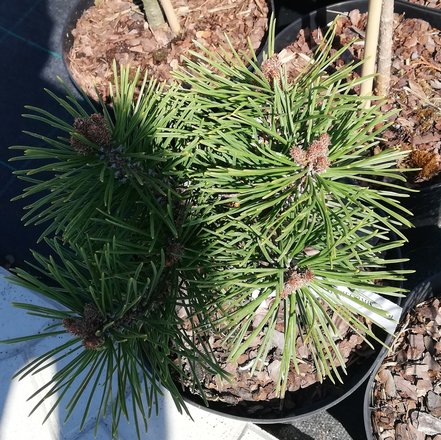 Borovica horská Echiniformis, Pinus mugo, 20 – 30 cm, kontajner 3l