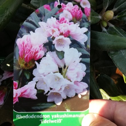 Rododendron Edelweiss, Rhododendron 30 - 40 cm, kont. 5l