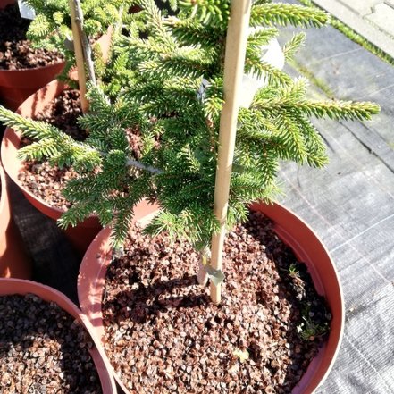 Smrek východný Early Gold, Picea orientalis 30 - 40 cm, kont. 3l