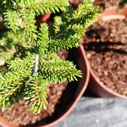 Smrek východný Early Gold, Picea orientalis 30 - 40 cm, kont. 3l