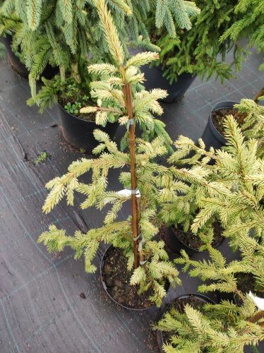 Smrek obyčajný Elegantissima, Picea abies  30 - 50 cm, kont. 3l