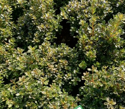 Azalka japonská Elfriede, Rhododendron obtusum, kont. 2l