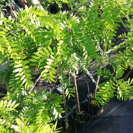 Gledíčia trojtŕňová Emerald Cascade Gleditsia triacanthos, na kmienku 90 – 160 cm, kontajner 3l