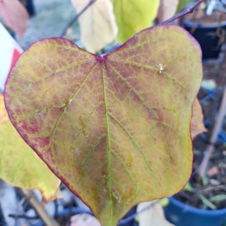 Judášovec kanadský Eternal Flame, Cercis canadensis, + 200 cm, kontajner 15l