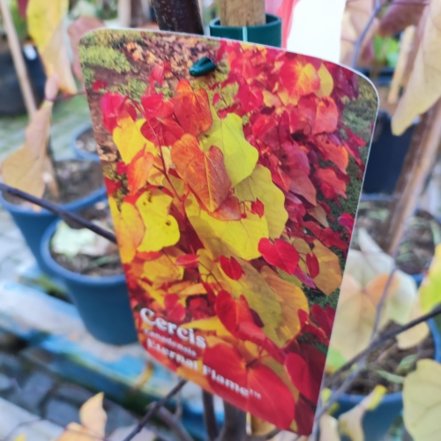 Judášovec kanadský Eternal Flame, Cercis canadensis, + 200 cm, kontajner 15l