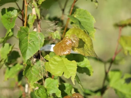 Lipa zelená, Tilia euchlora, 30 - 60 cm, kont. 5l