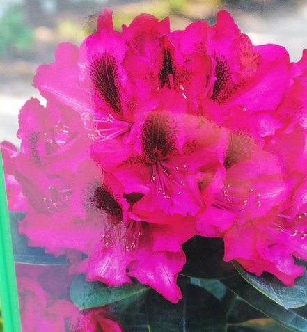 Rododendron Europa 93  , Rhododendron Hybride, 40 - 60 cm, kont. 4l