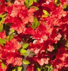 Azalka japonská Evita, Rhododendron obtusum, kont. 2l
