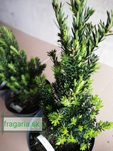 Tis obyčajný Fastigiata Robusta, Taxus baccata 20 - 40 cm, kont. 3l