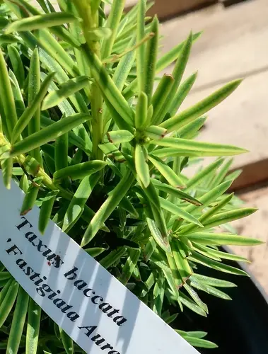 Tis obyčajný Fastigiata Aureomarginata, Taxus baccata 30 - 40 cm, kont. 3l