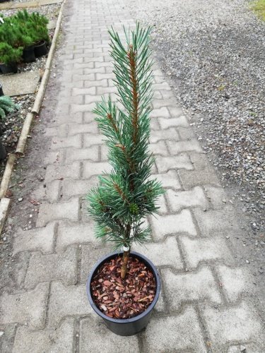 Borovica lesná Fastigiata, Pinus sylvestris, 30 cm, kont. 5l