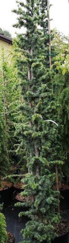 Céder libanonský Glauca, Cedrus libani , +250 cm, kontajner 20l