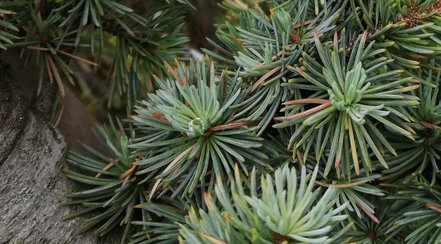 Céder libanonský Glauca, Cedrus libani , +250 cm, kontajner 20l