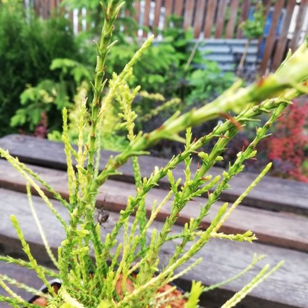 Tuja východná Franky Boy, Platycladus orientalis +120 cm, kont. 50l